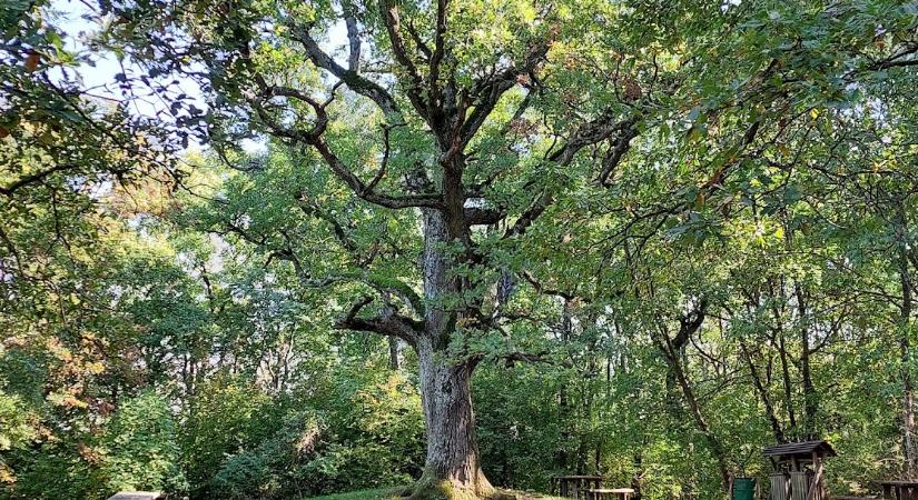 Huszonkilencedik alkalommal „nyitják nagyra kapuikat a magyar erdők”