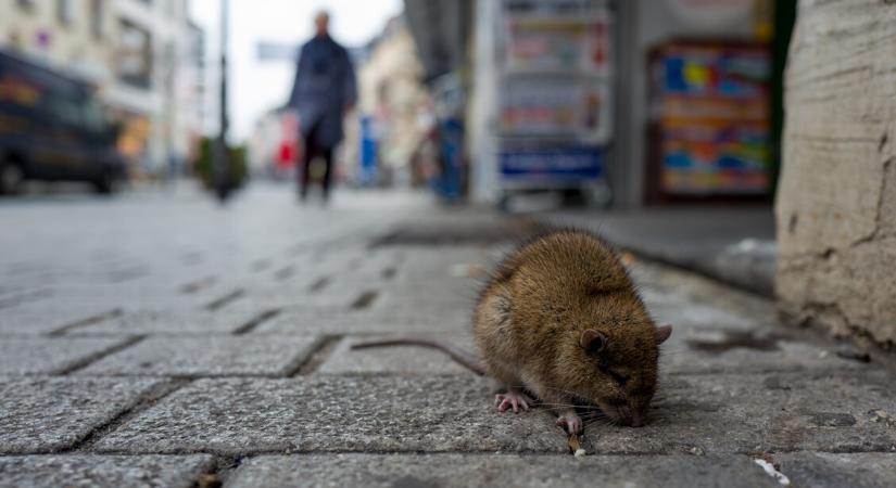 Patkányinvázió: egyik kedvenc ételünk csábítja őket a budapesti utcákra
