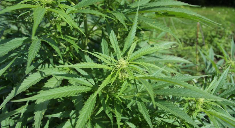 Egy új kísérleti kannabiszkivonat mellékhatások nélkül gyógyítja a krónikus derékfájdalmat