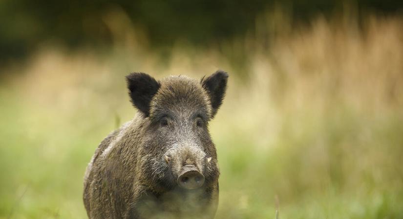 Sertéspestis ütötte fel a fejét Horvátországban, Magyarország is veszélybe kerülhet