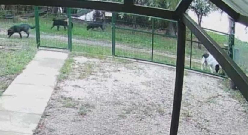 Gazdájukat nem érdekli, hogyan tartja rettegésben négy kutyája egész Nagyrévet, a lakók tehetetlenek