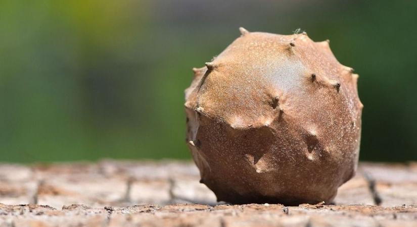 Te is láttad már ezeket a furcsa gömböket a fákon? Eláruljuk, mik azok!