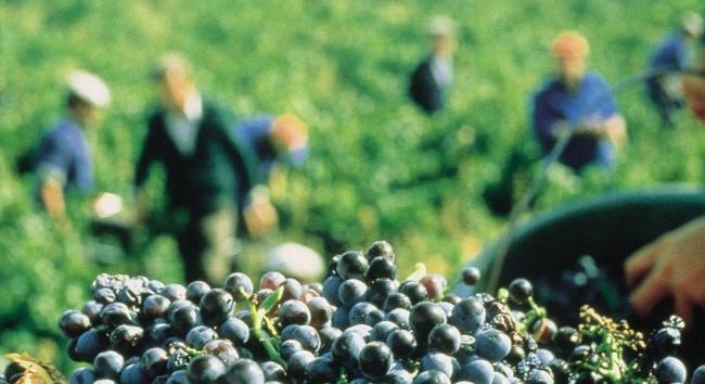Október első hétvégéjén rendezik a Szüreti Napokat Tokajban