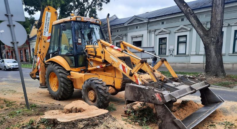 Nagy bajt is okozhatott volna - A lakott madárfészek csak eddig „menthette” meg a fát Nyíregyházán (fotók)