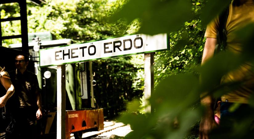 A legjobb 100-ban a miskolci „ehető erdő”