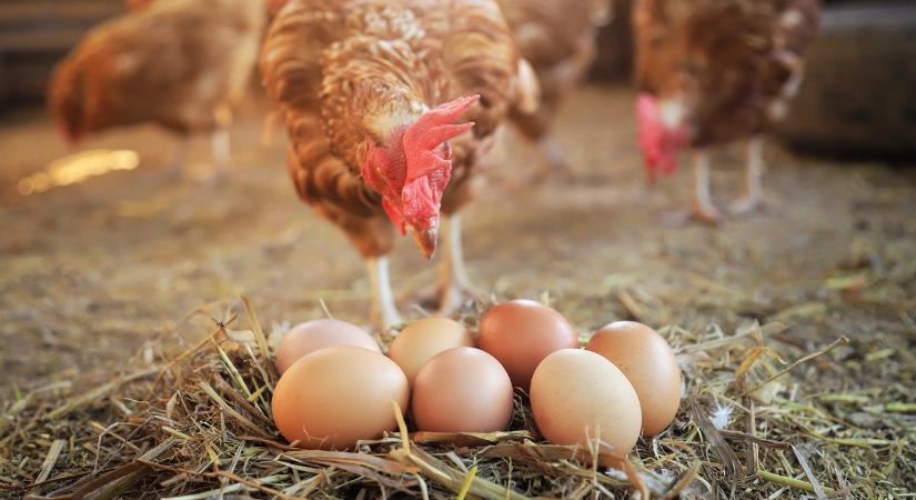 Rendületlenül menetelnek a csirke- és tojásárak felfelé