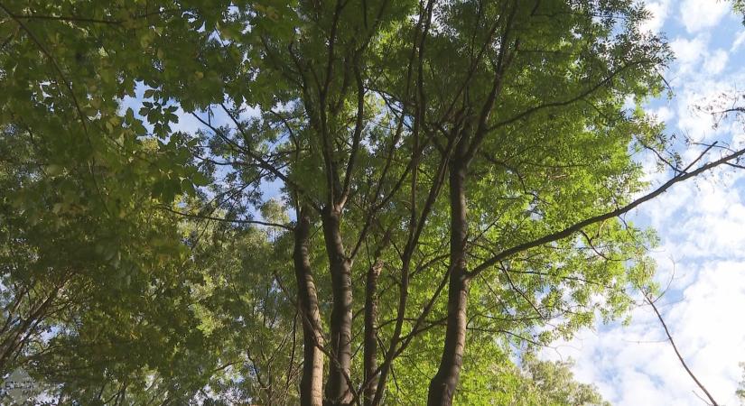 Fakitermelés a Püspökerdőben: biztonság és megújulás