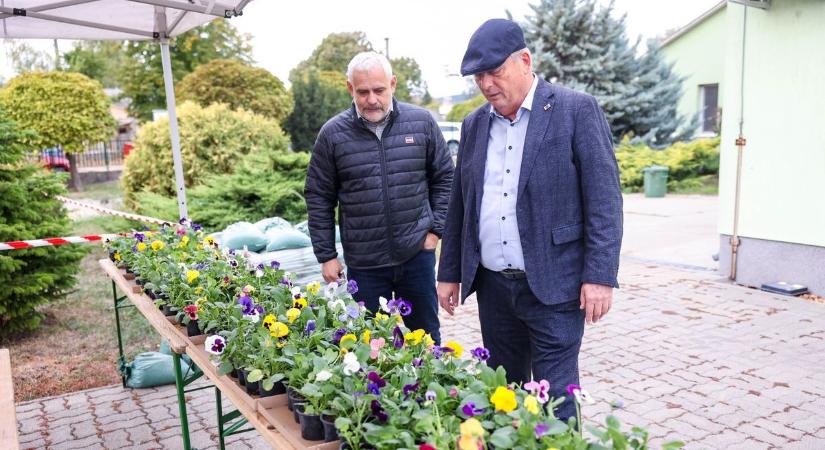 Holnap reggel indul az őszi virágvásár Szekszárdon – mutatjuk, mit szerezhet be kedvezményesen