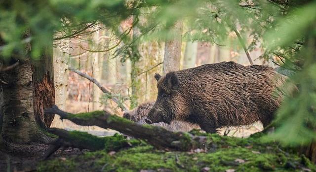 Az afrikai sertéspestis miatt vaddisznó irtás indul Horvátországban
