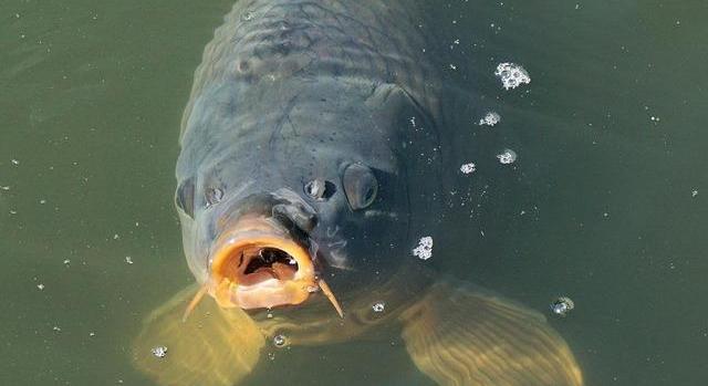 A halászati ellenőrzés és nyomon követés támogatása kiemelt projekt