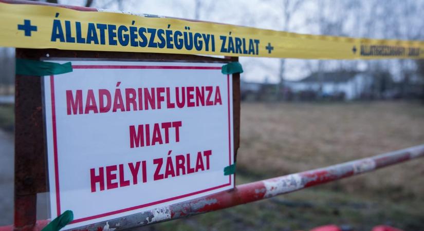 Megduplázza az állam a madárinfluenza miatti támogatást