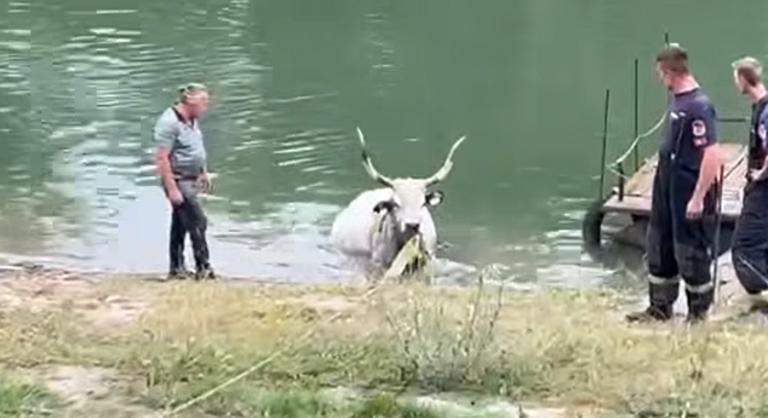 Szürkemarhát mentettek ki a Tiszából, beragadt az iszapba