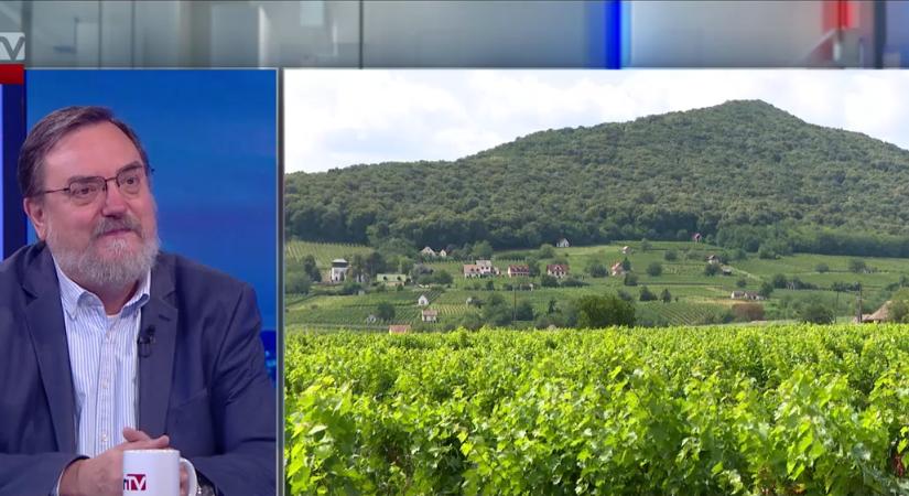 Beteg a szőlő Balatonon, országos akciót indítanak  videó