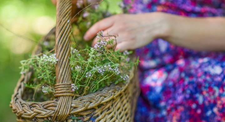 Gyógynövényismereti kvíz: citromfű vagy menta van a képen?