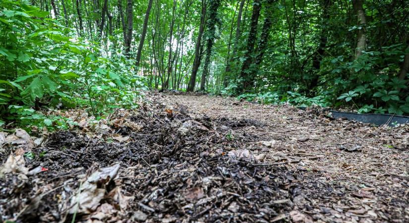 Torz agancsú szarvasbikát ejtettek el Borsodban, fotókon a különleges állat