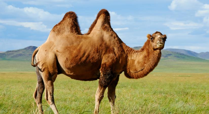 Magyar tej hódít Afrikában, és ez tényleg komoly