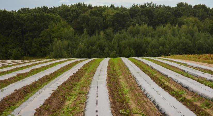 Komposztálható fólia – zöld megoldások őszre