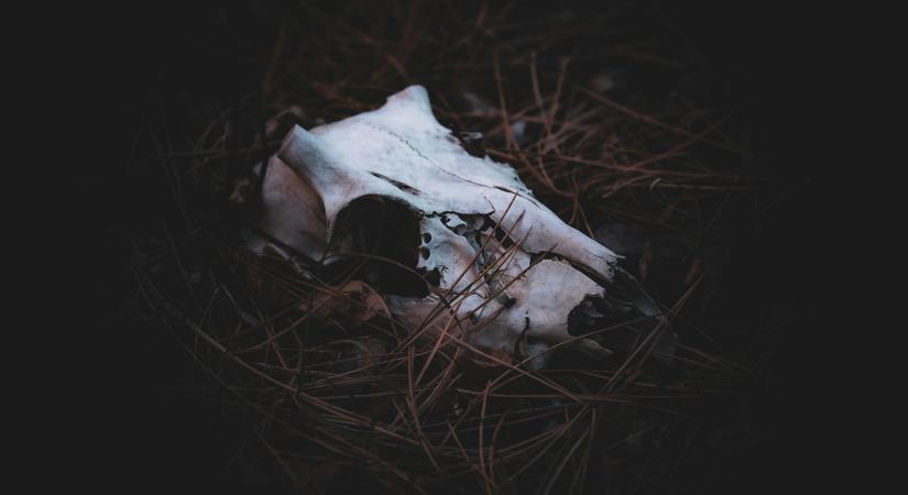  Ha a csillagjegyek horrorfilmbe csöppennének – vicces, októberi kiadás