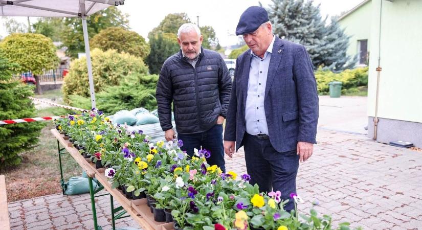 Kétezer forintért negyven tő árvácskát vihetünk haza – elindult a kedvezményes virágvásár Szekszárdon (videó)
