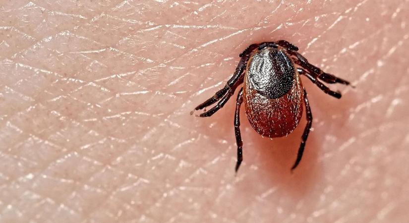Magyarországon terjed! Életveszélyes betegséget terjesztő kullancsfajta jelent meg