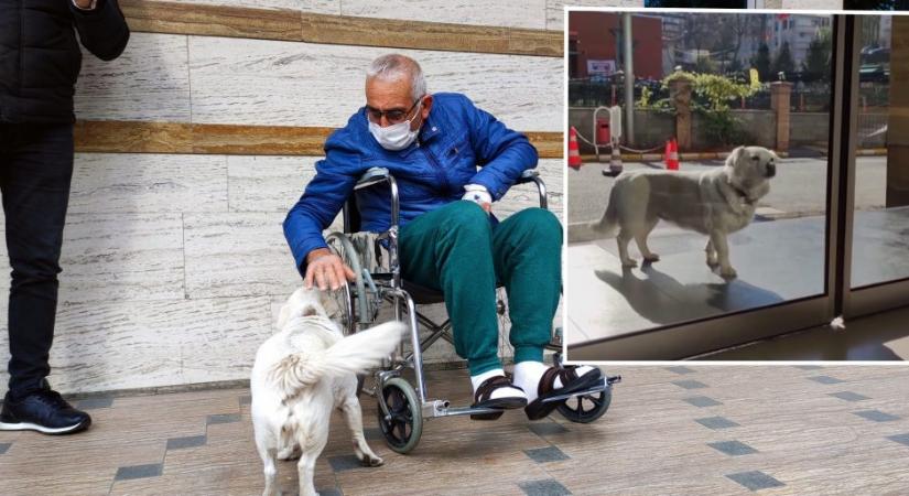 Szívszorító: a kutyus minden nap elment beteg gazdájához a kórházba