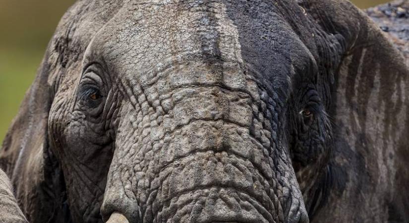 Gigantikus elefántbika támadt a kenuzó turistákra a szafarin: torokszorító videó készült az esetről