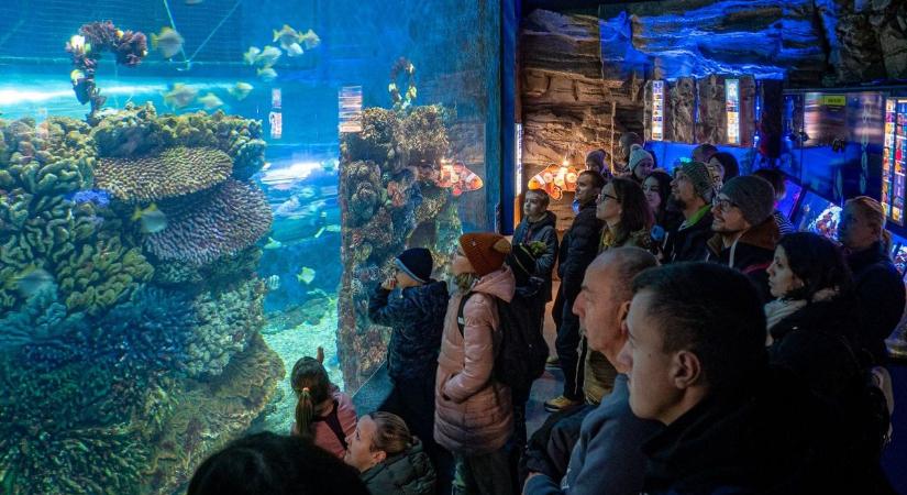 Újabb rangos elismerést kapott a Nyíregyházi Állatpark!