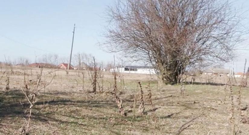 Kegyetlen pátrohai testvérek: felőlük akár meg is halhatott volna az ismerősük