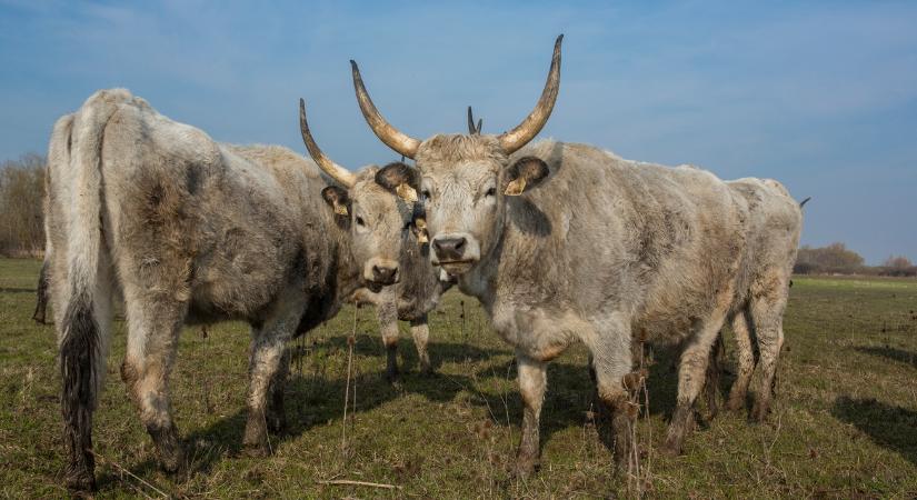 Milliárdos támogatás az őshonos állatok védelmére – indul a kifizetés