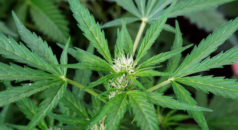 A kannabisz segíthet leküzdeni a múlni nem akaró hátfájást