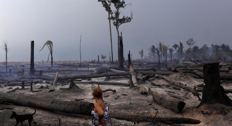 Elvándorolnak a trópusi esőerdők a klímaváltozás miatt