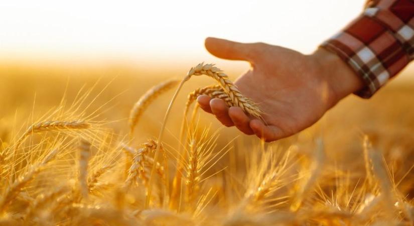 Mezőgazdasági innovációk a Syngenta mintafarmján – a fenntartható jövő szolgálatában