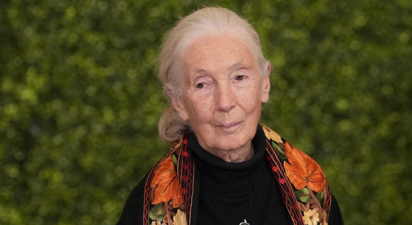 Most jött a szörnyű hír: elhunyt Jane Goodall
