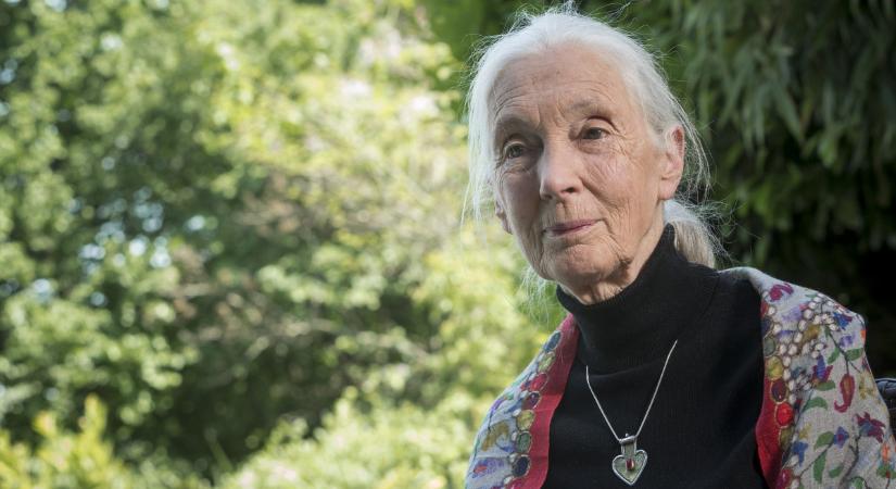 Elhunyt Jane Goodall