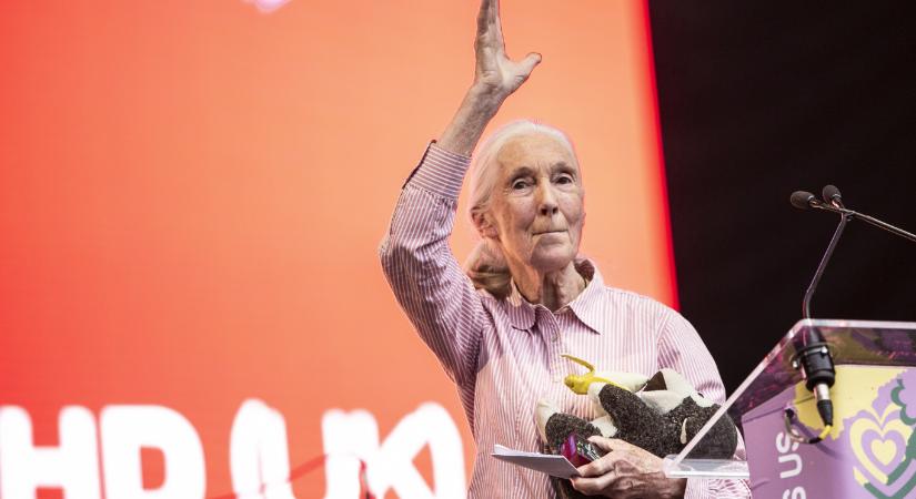 Meghalt Jane Goodall, a világ leghíresebb csimpánzkutatója