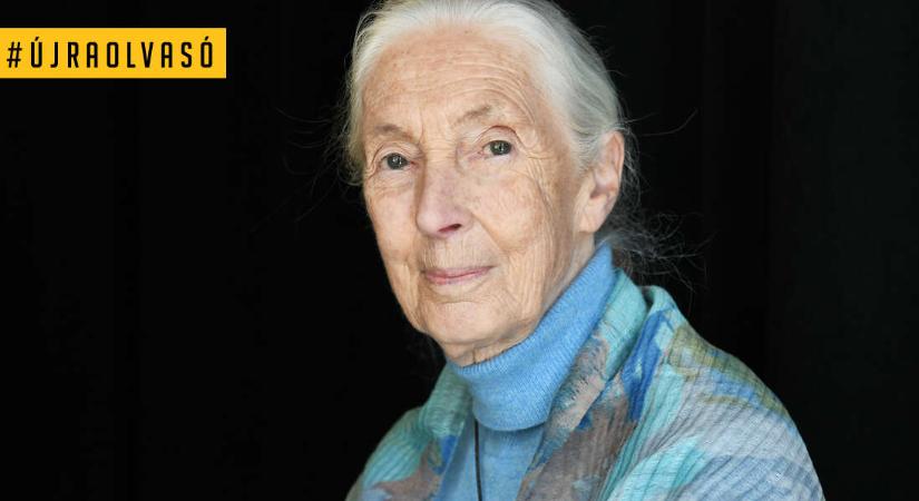 „A remény cselekvésre sarkall” – 91 éves korában elhunyt sokunk példaképe, Jane Goodall
