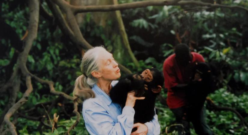 Elhunyt Dr. Jane Goodall, a világhírű brit etológus, antropológus és állatvédő