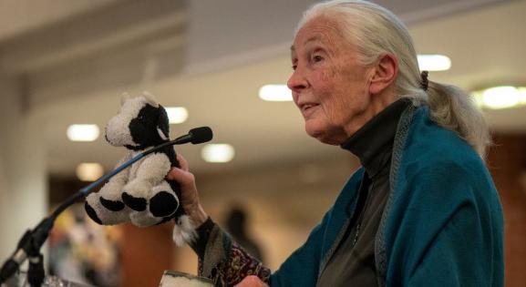 Meghalt Jane Goodall világhírű etológus