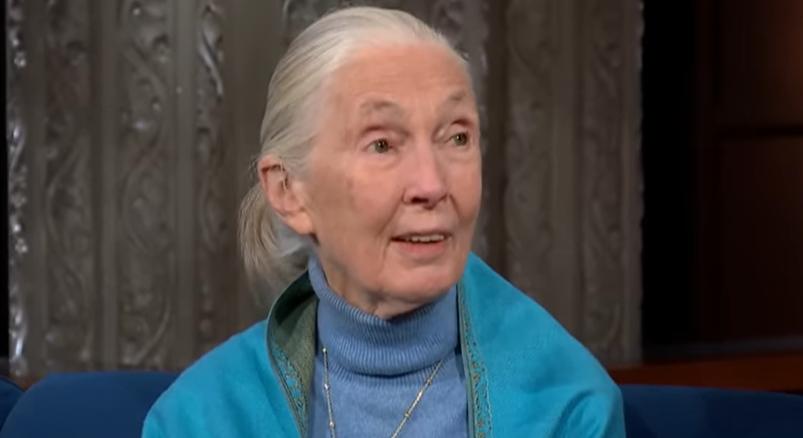 Gyászol az egész világ – Elhunyt Jane Goodall, a legendás csimpánzkutató