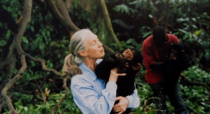 Elhunyt Jane Goodall, akit a legtöbben a csimpánzkutatásairól ismertek - 91 éves volt