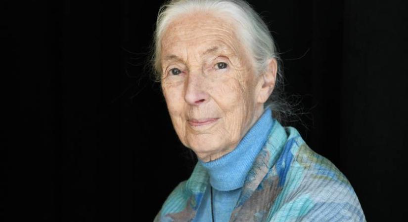 Elhunyt Jane Goodall: a legendás etológus és természetvédelmi aktivista 91 éves volt