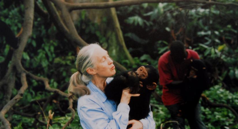 Meghalt Jane Goodall – egy élet a természet védelmében