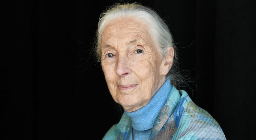 Búcsú egy legendától: meghalt Jane Goodall