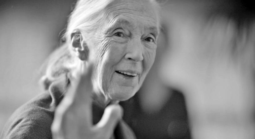 91 éves korában elhunyt Jane Goodall, a világhíres csimpánzkutató, akit számos természetfilmben láthattunk