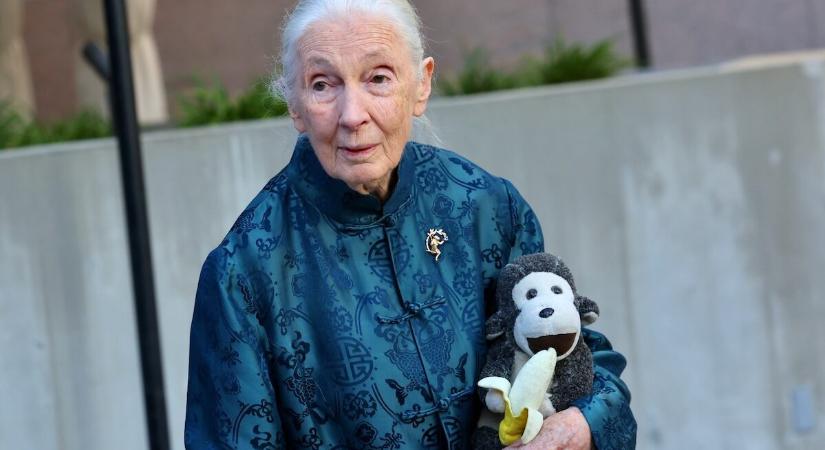 Aki megállította a világot – Jane Goodall emlékére
