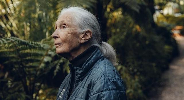 MEGHALT JANE GOODALL – Ha a reményt feladjuk, elveszünk