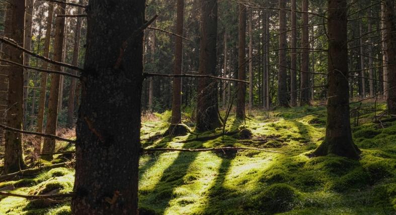 Így oldja az erdei séta a stresszt - az erdőökológus tanácsai