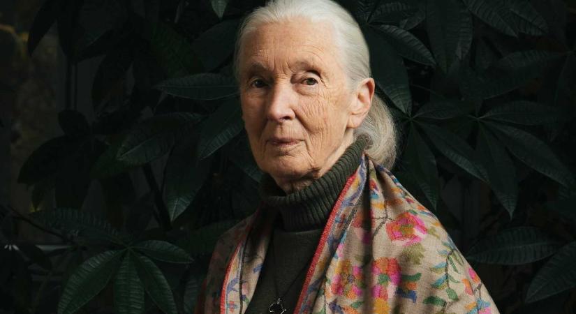 Elhunyt Jane Goodall, a legendás csimpánzkutató