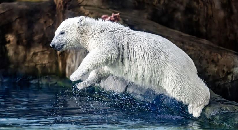 Állati jó nap lesz – ugorjon be az állatparkba egy látványetetésre!