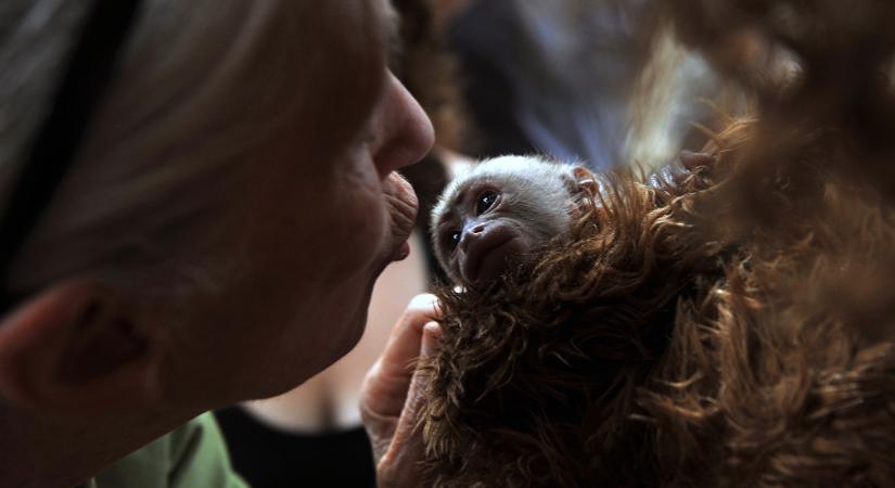 Meghalt Jane Goodall, aki nevet adott a csimpánzoknak